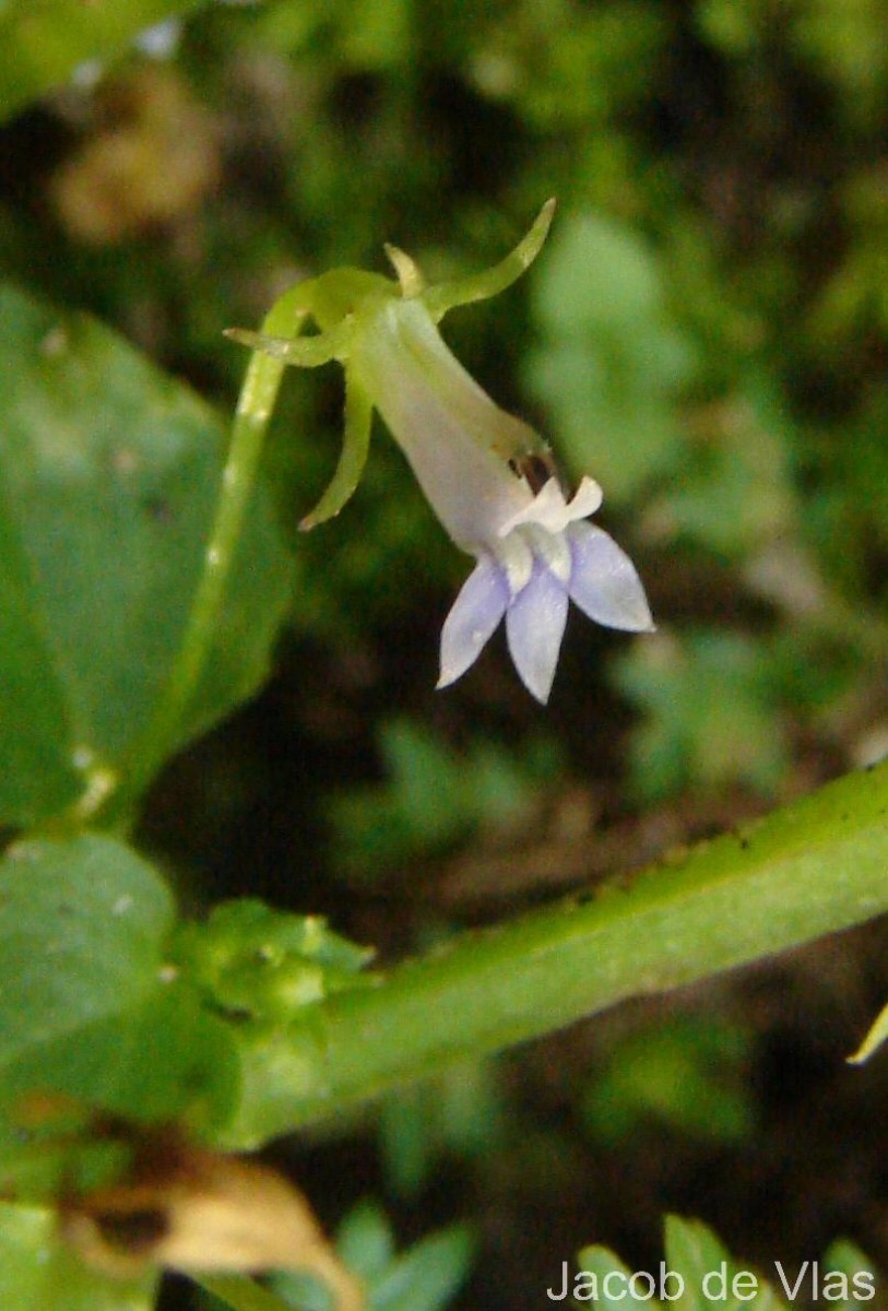 Lobelia alsinoides Lam.